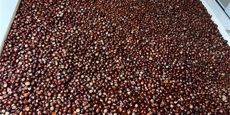 Akcja „Zbieraj kasztana dla Bohatera Jana”