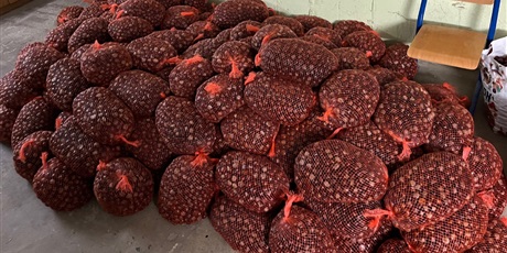 Powiększ grafikę: akcja-zbieraj-kasztana-dla-bohatera-jana-651941.jpg