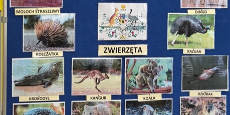 Powiększ grafikę: Granatowa tablica z napisem "W 8 dni dookoła świata", na której znajdują się zdjęcia zwierząt zamieszkujących Australię.