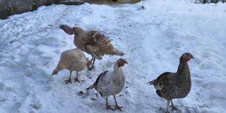 Powiększ grafikę: polkolonie-zimowe-w-naszej-szkole-672407.jpg