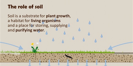 Powiększ grafikę: soil-presentation-477085.jpg