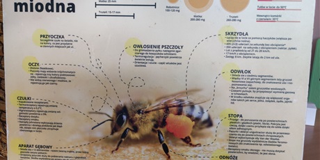 Powiększ grafikę: spotkanie-z-pszczelarzem-528971.jpg