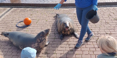 Powiększ grafikę: Zdjęcie pokazuje pokaz fok w Sea Parku w Sarbsku. Przed wodnym basenem na bruku siedzą dzieci i dorosła osoba, którzy oglądają treserkę. 